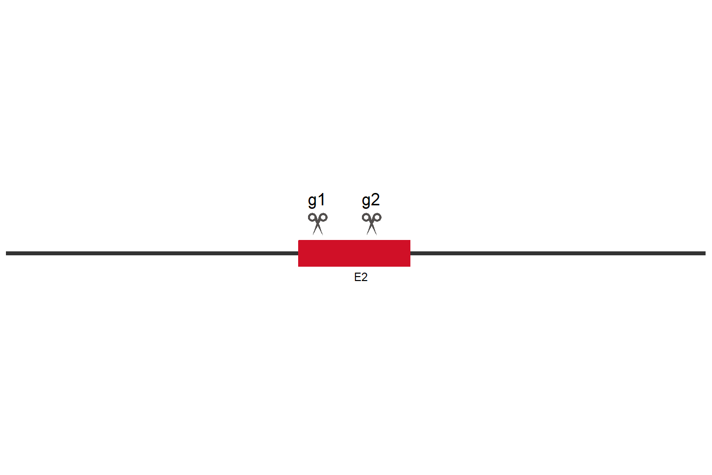 PLPBP Knockout cell line (HEK293) Target region