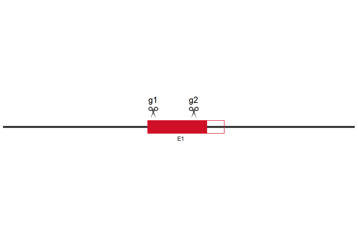 GLMP Knockout cell line (A549) Target region