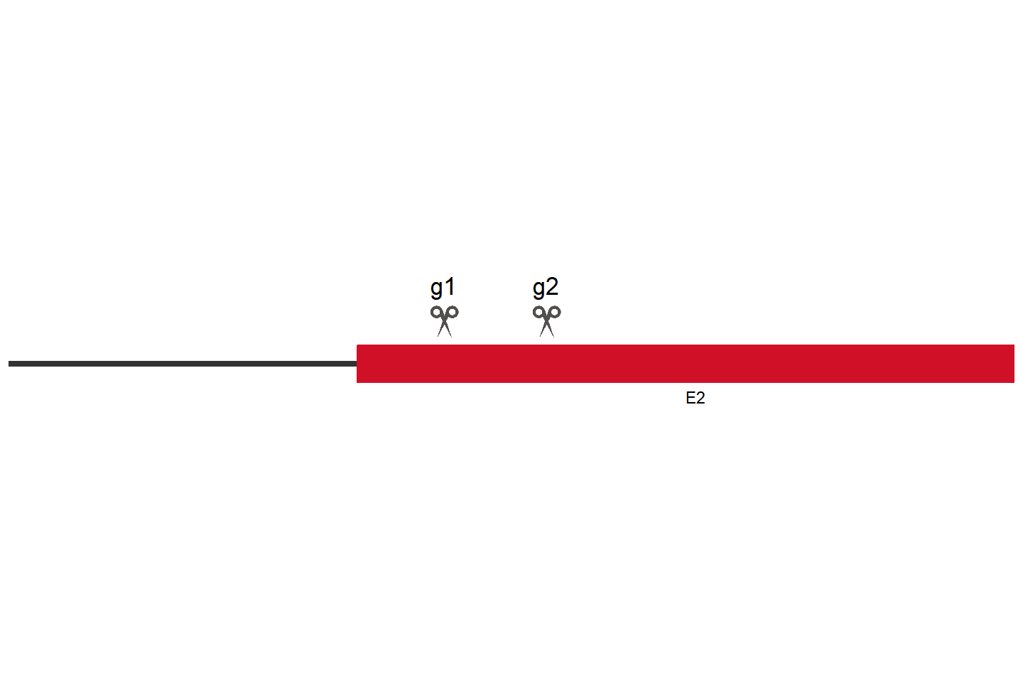 OMA1 Knockout cell line (A549) Target region