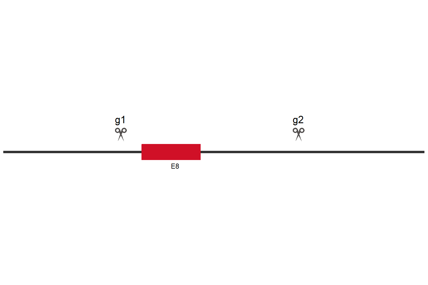 CARD8 Knockout cell line (HeLa) Target region