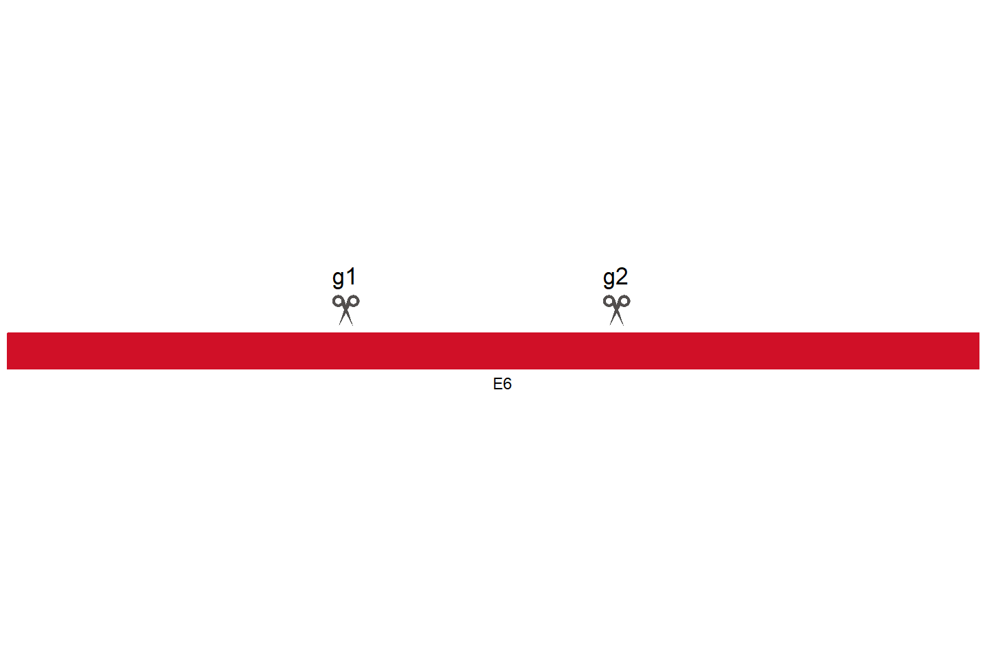 ZNF248 Knockout cell line (HeLa) Target region