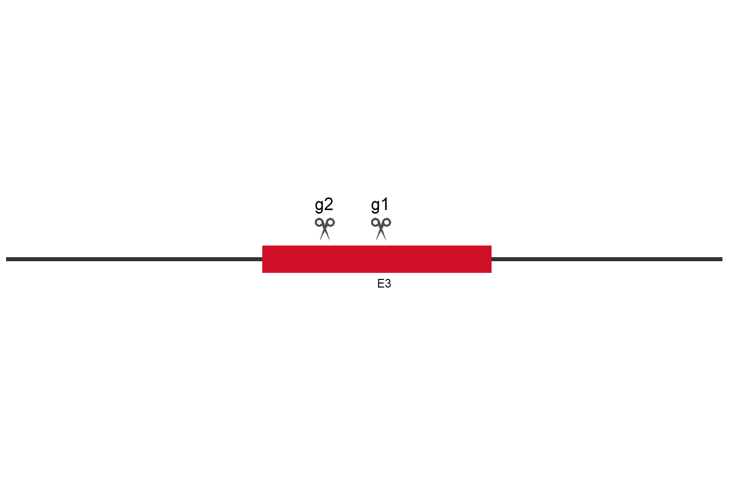 MYCBP2 Knockout cell line (HCT 116) Target region