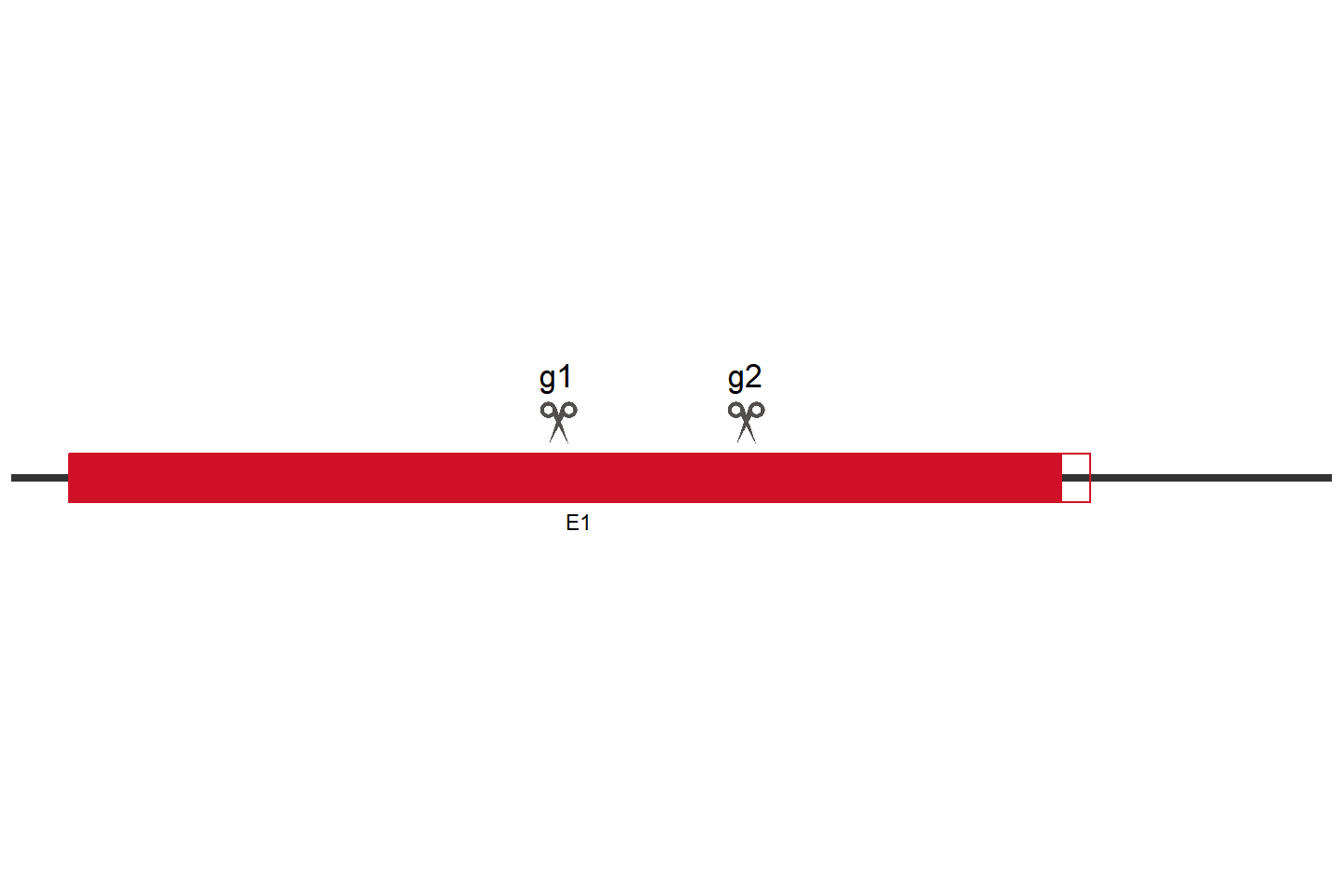 SLC15A4 Knockout cell line (A549) Target region