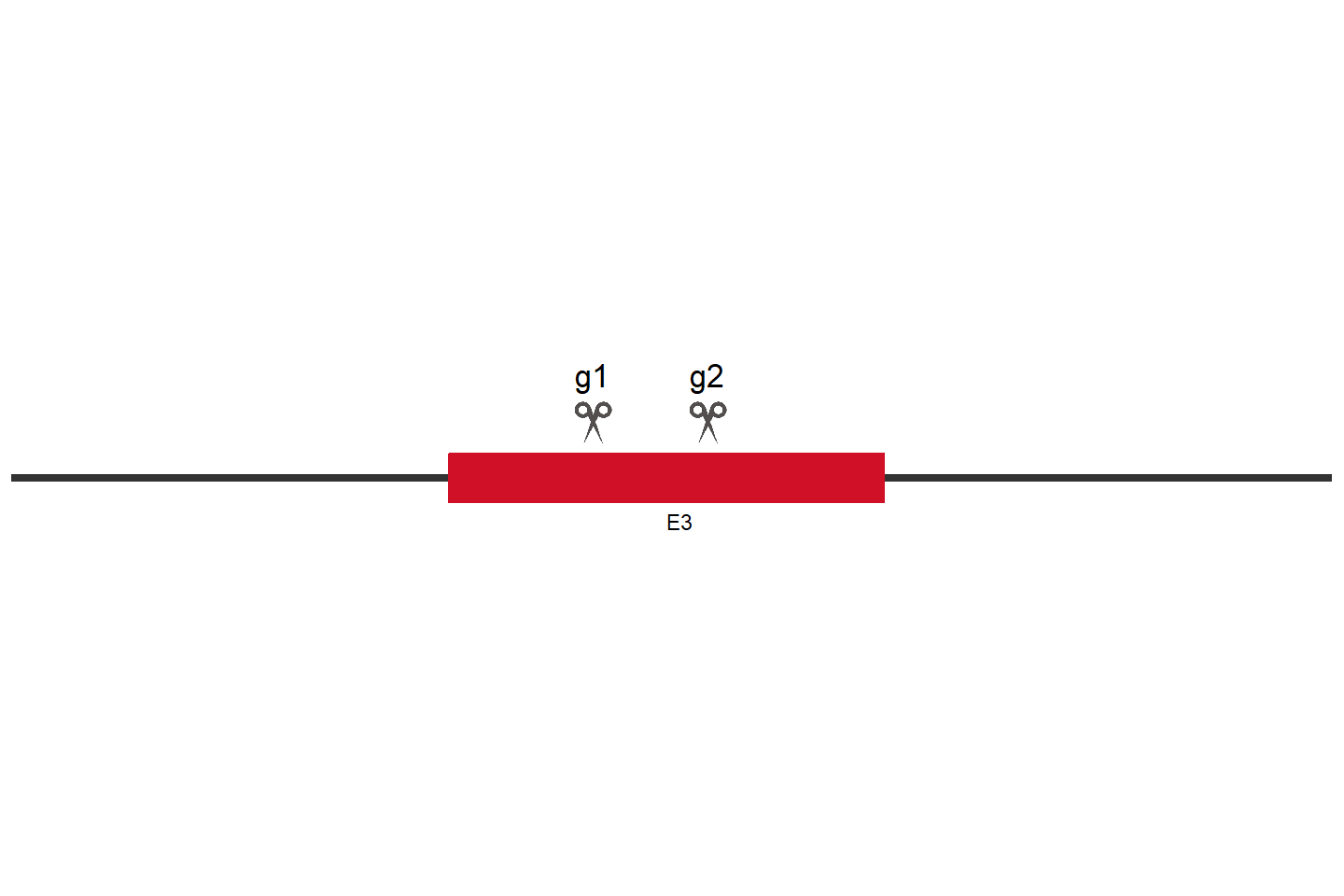 RBFOX2 Knockout cell line (HEK293) Target region