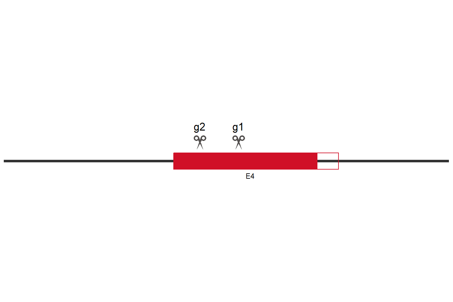 PIGN Knockout cell line (HEK293) Target region