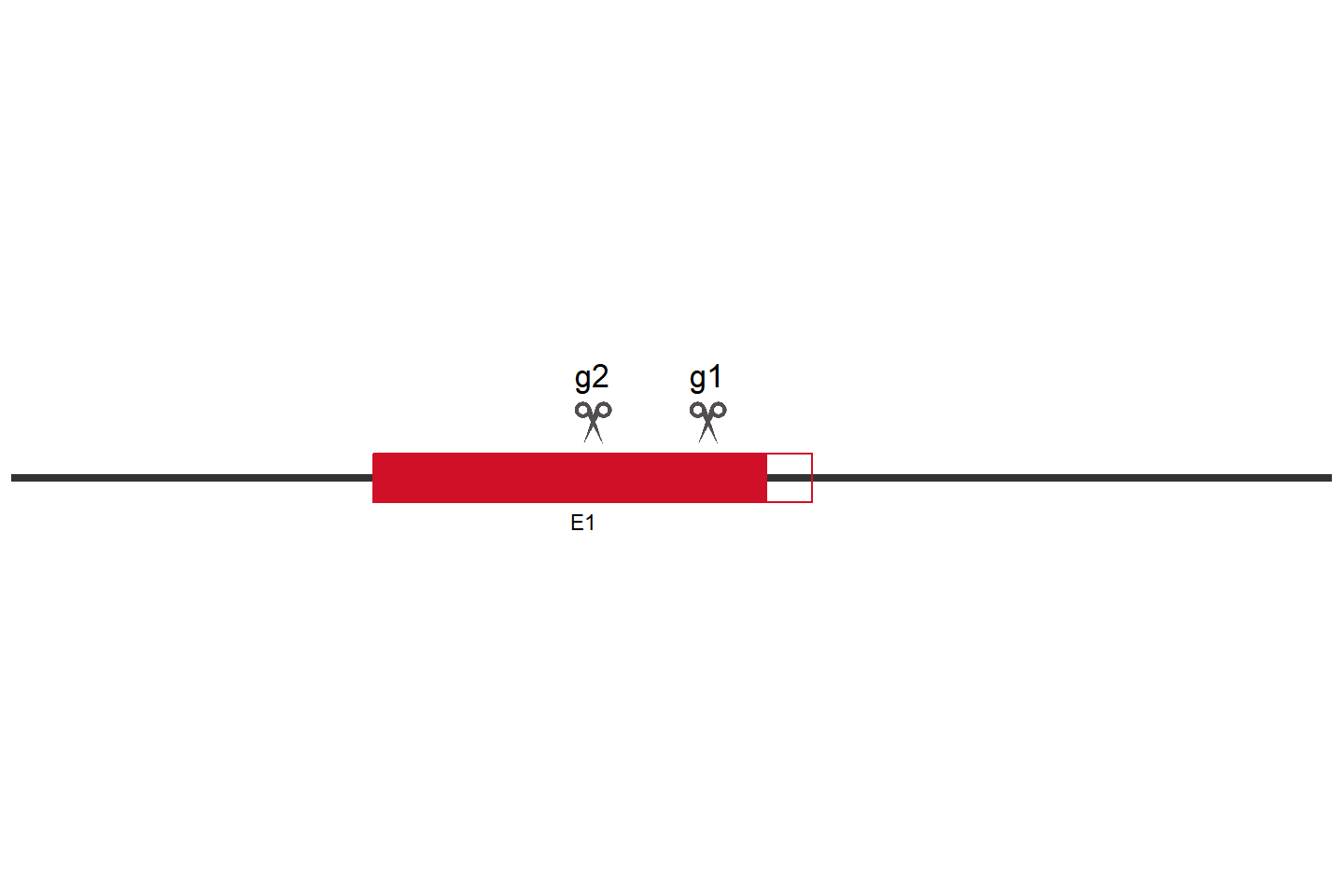 CCDC43 Knockout cell line (HeLa) Target region