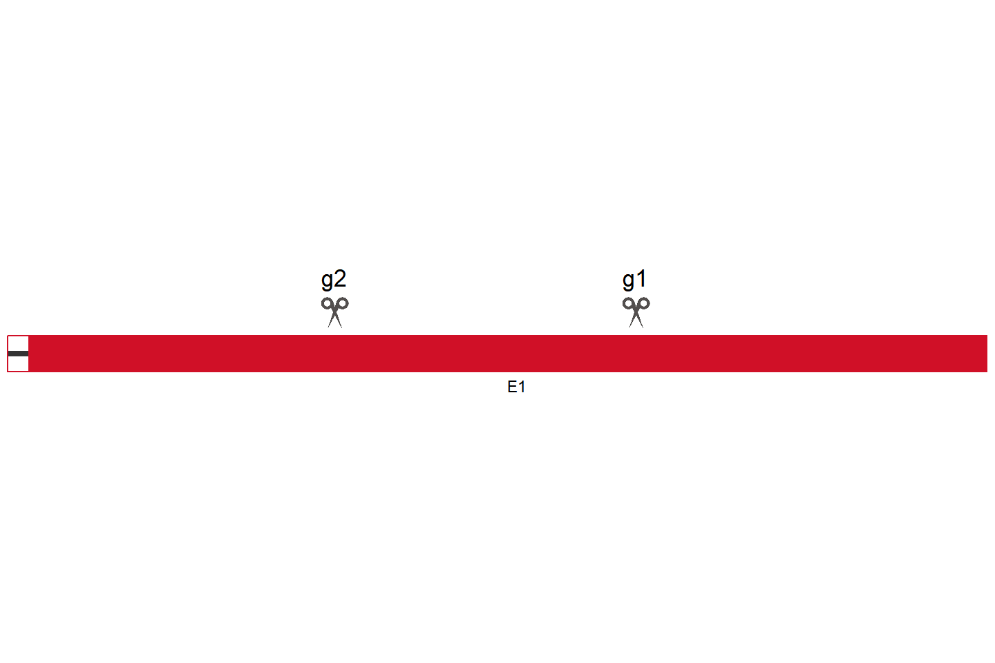 VN1R5 Knockout cell line (HEK293) Target region