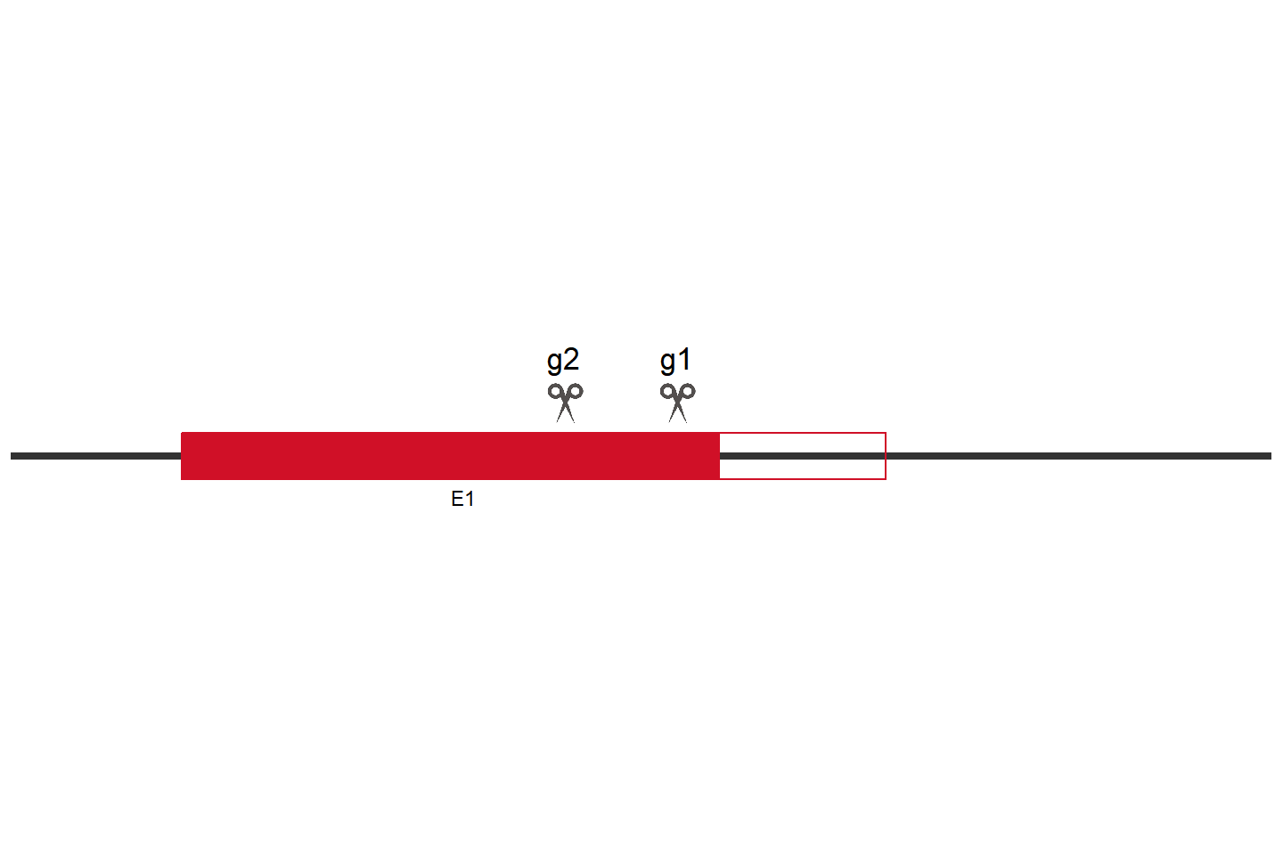 LIX1L Knockout cell line (HeLa) Target region