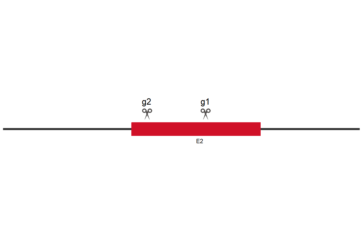 NUDT16 Knockout cell line (HeLa) Target region