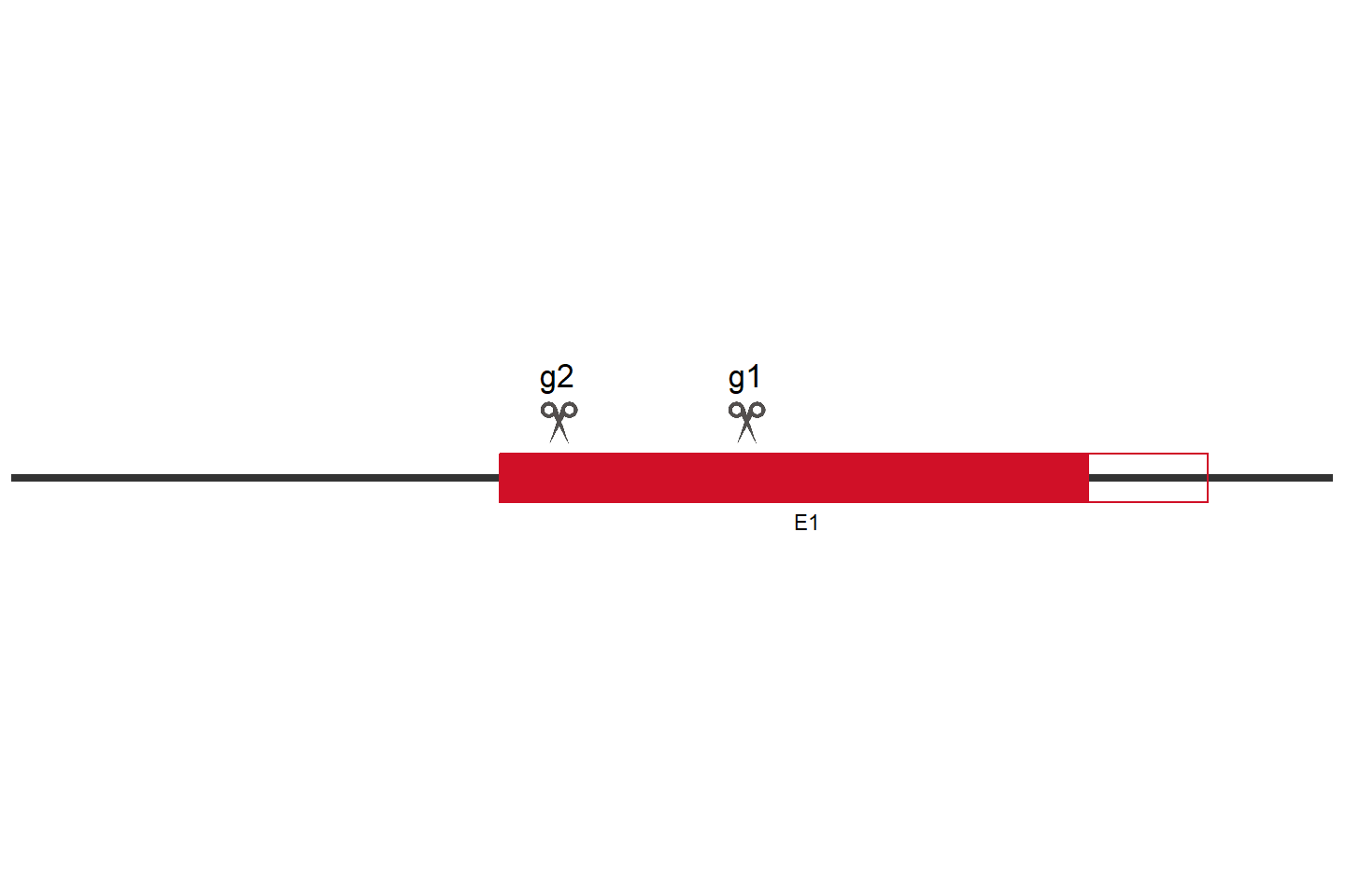 RCC1L Knockout cell line (HEK293) Target region