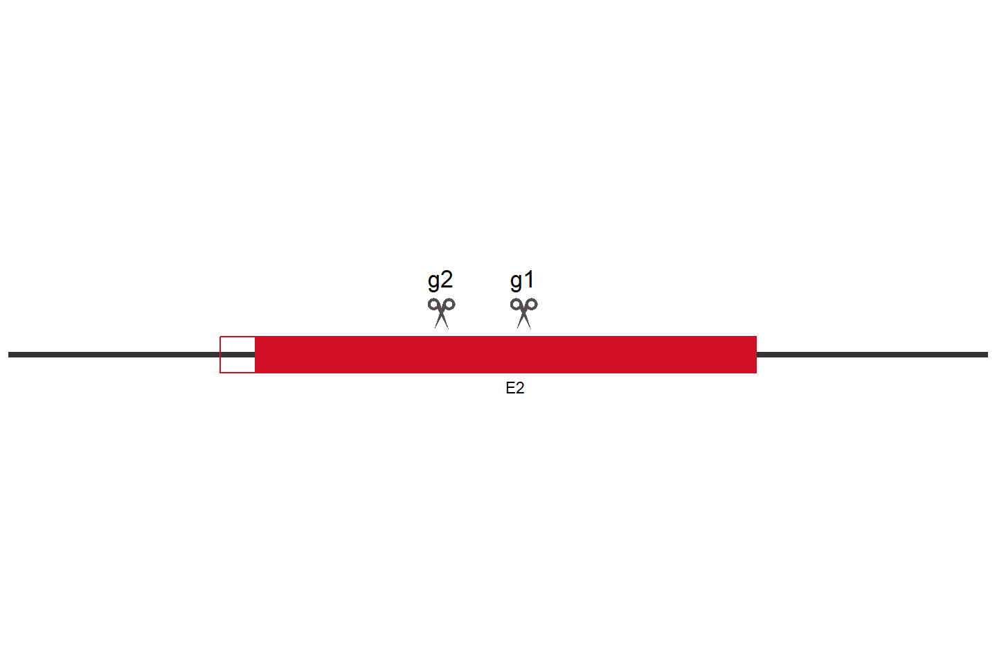 ACTL8 Knockout cell line (HeLa) Target region