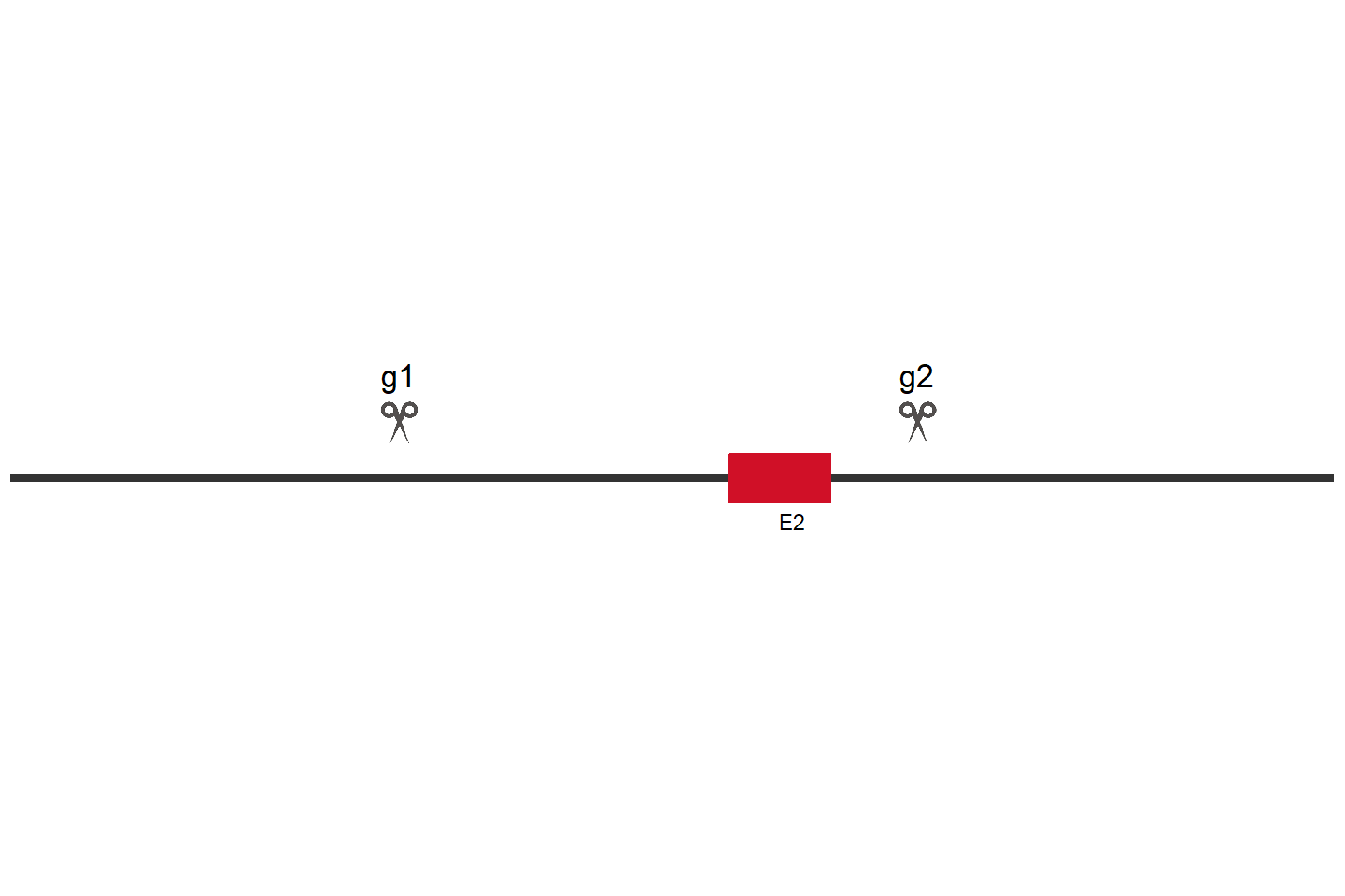 ASB9 Knockout cell line (HeLa) Target region