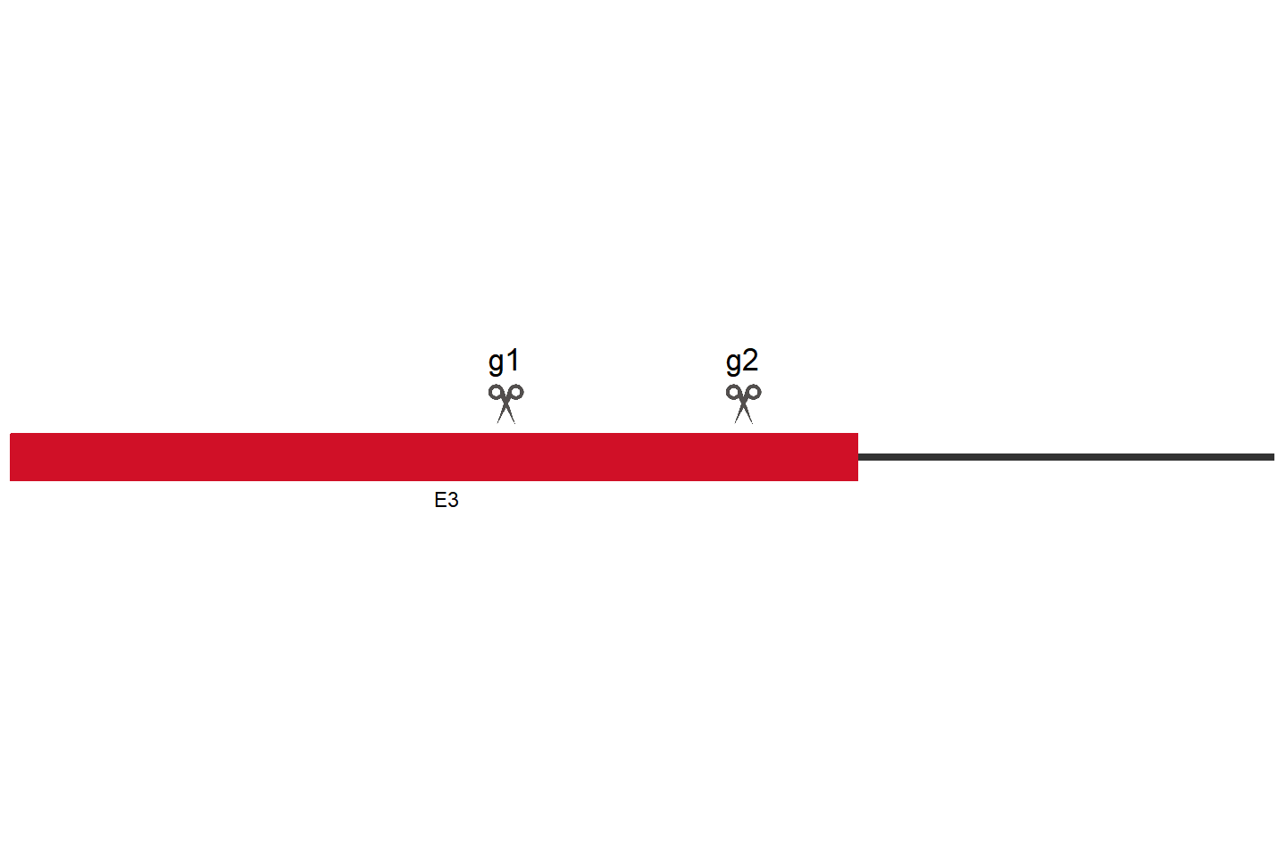 PUS3 Knockout cell line (HEK293) Target region