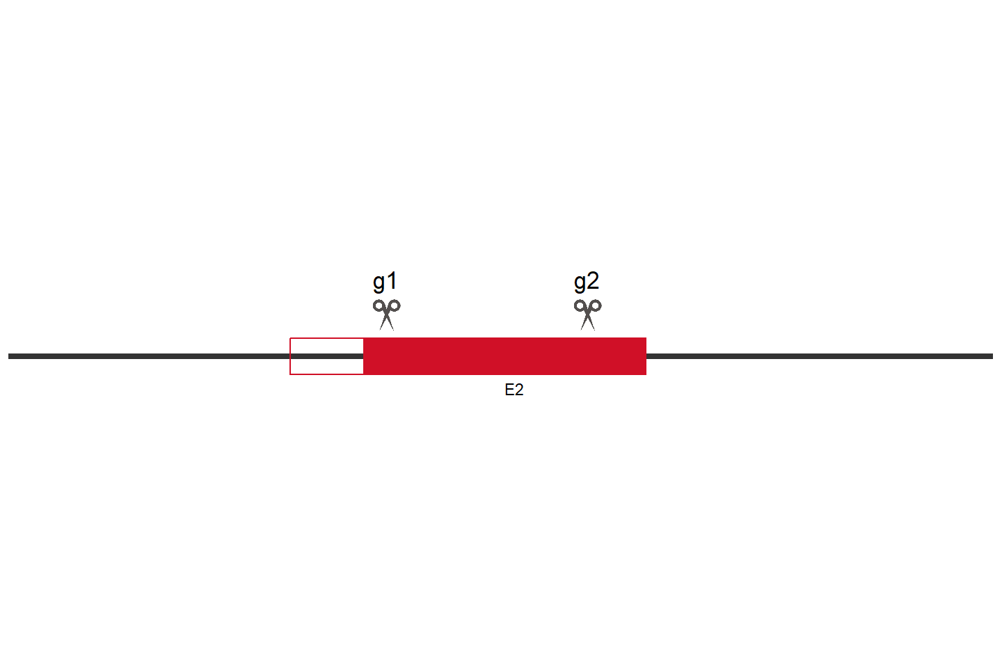 STARD3NL Knockout cell line (HCT 116) Target region