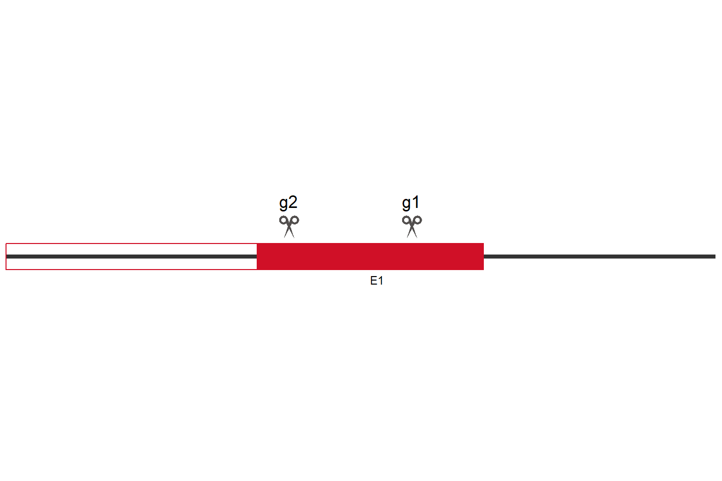 SPNS1 Knockout cell line (HEK293) Target region