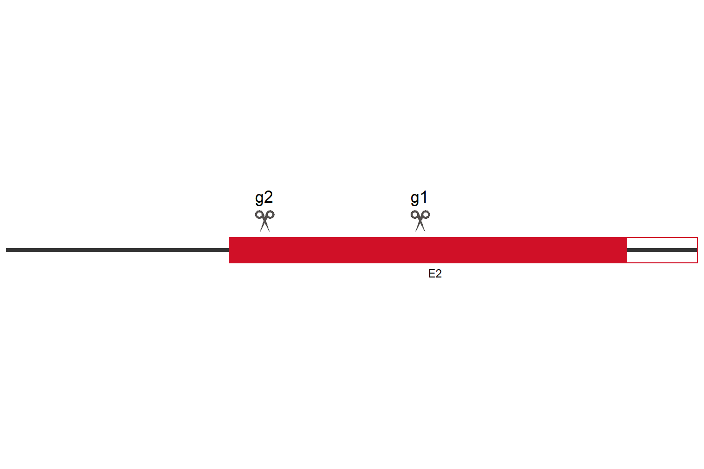 MSANTD4 Knockout cell line (HeLa) Target region