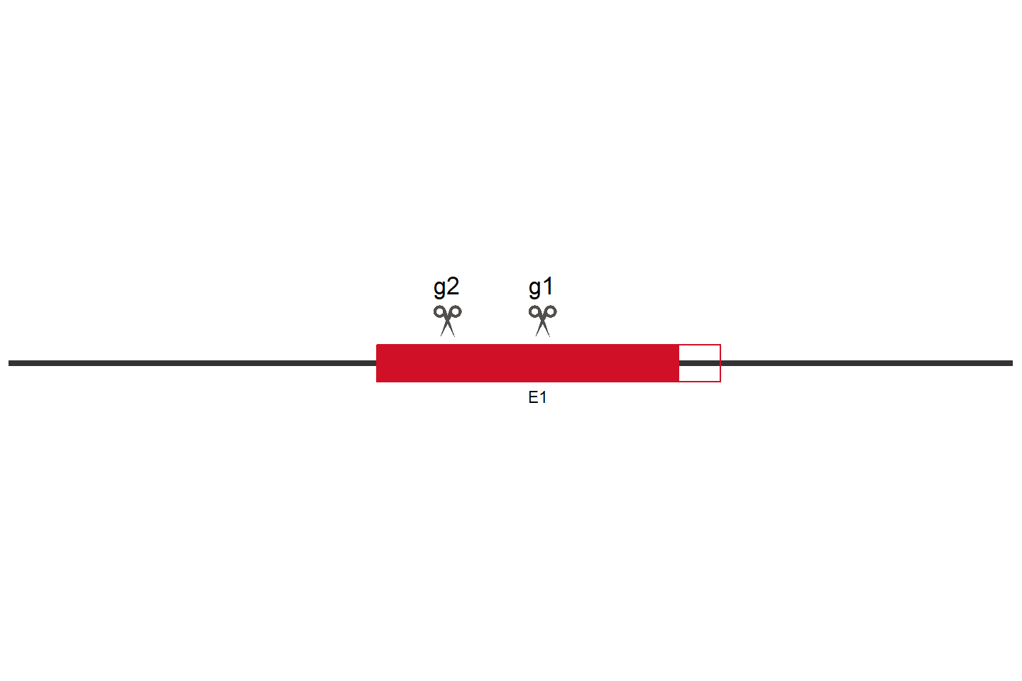 GON7 Knockout cell line (HCT 116) Target region