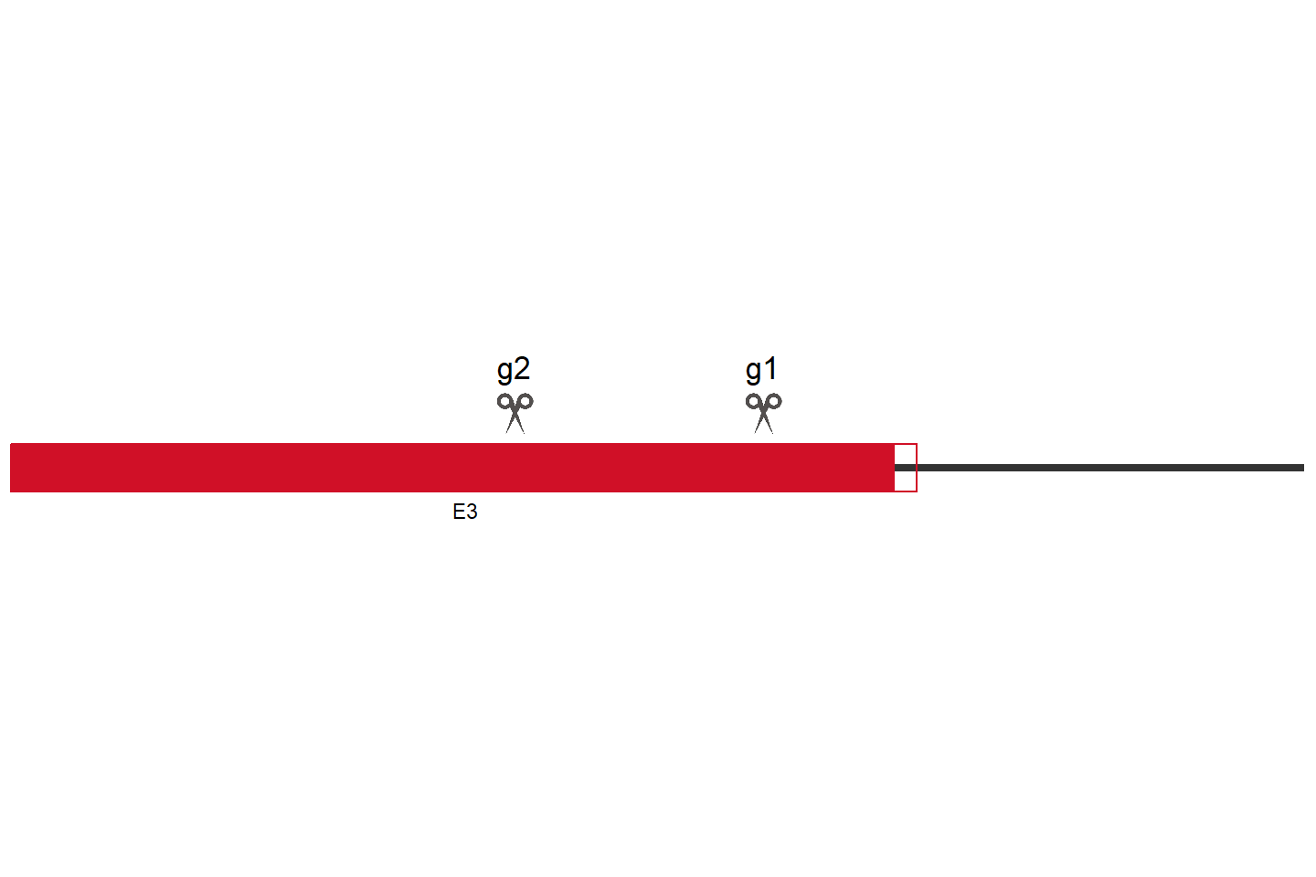 SLFN13 Knockout cell line (A549) Target region