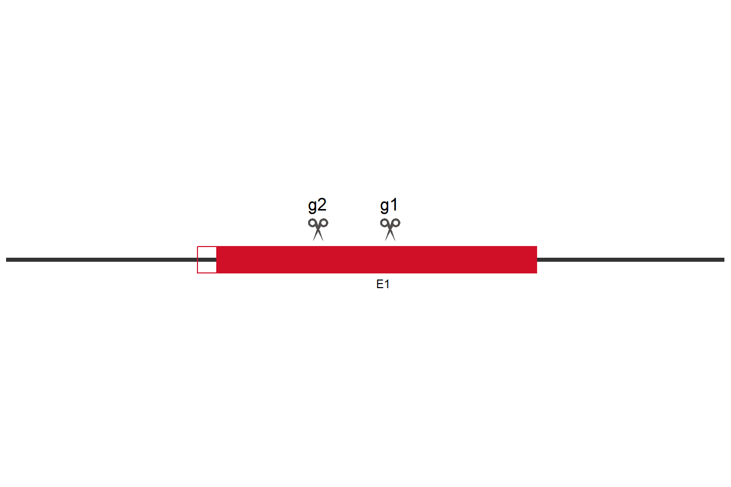 ISOC1 Knockout cell line (HCT 116) Target region