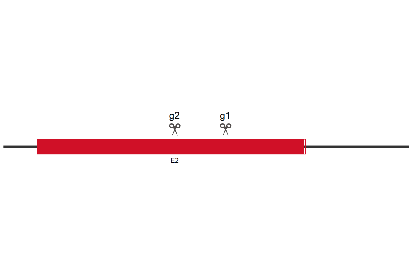 ABHD17B Knockout cell line (HCT 116) Target region