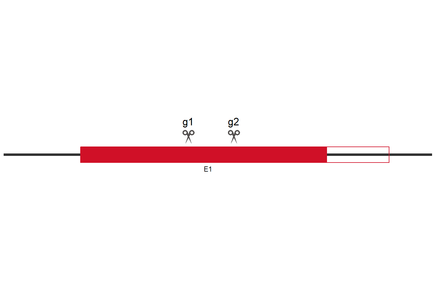 BTBD1 Knockout cell line (HCT 116) Target region