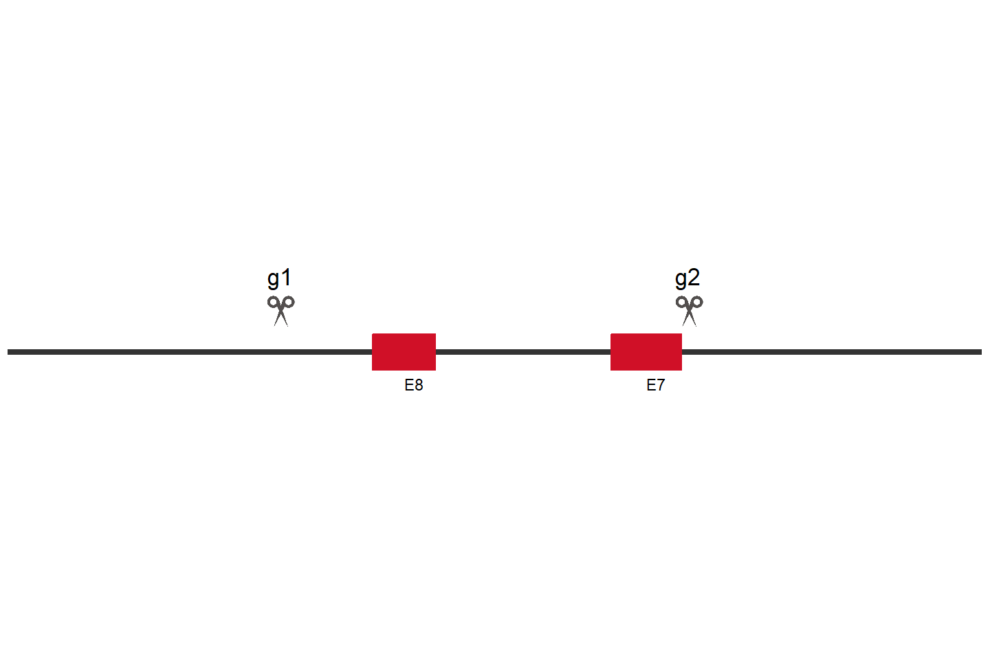 ATP13A2 Knockout cell line (A549) Target region