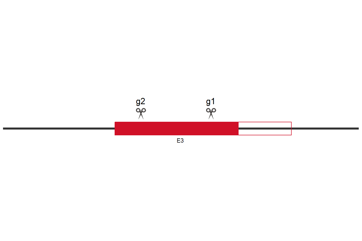 SLC38A7 Knockout cell line (A549) Target region