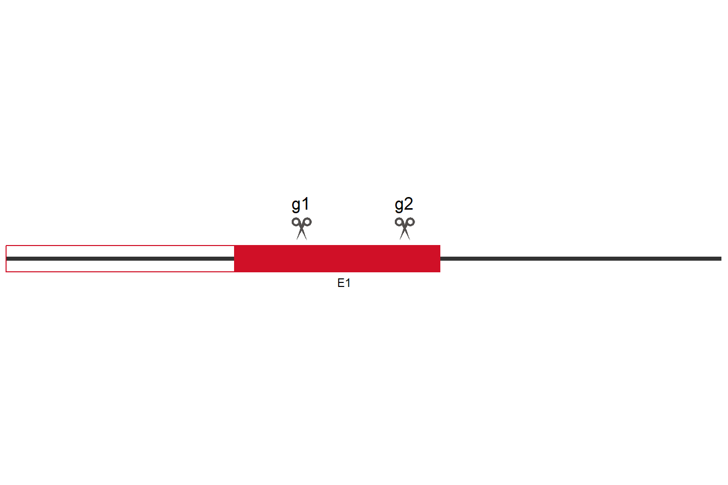 AGGF1 Knockout cell line (HEK293) Target region