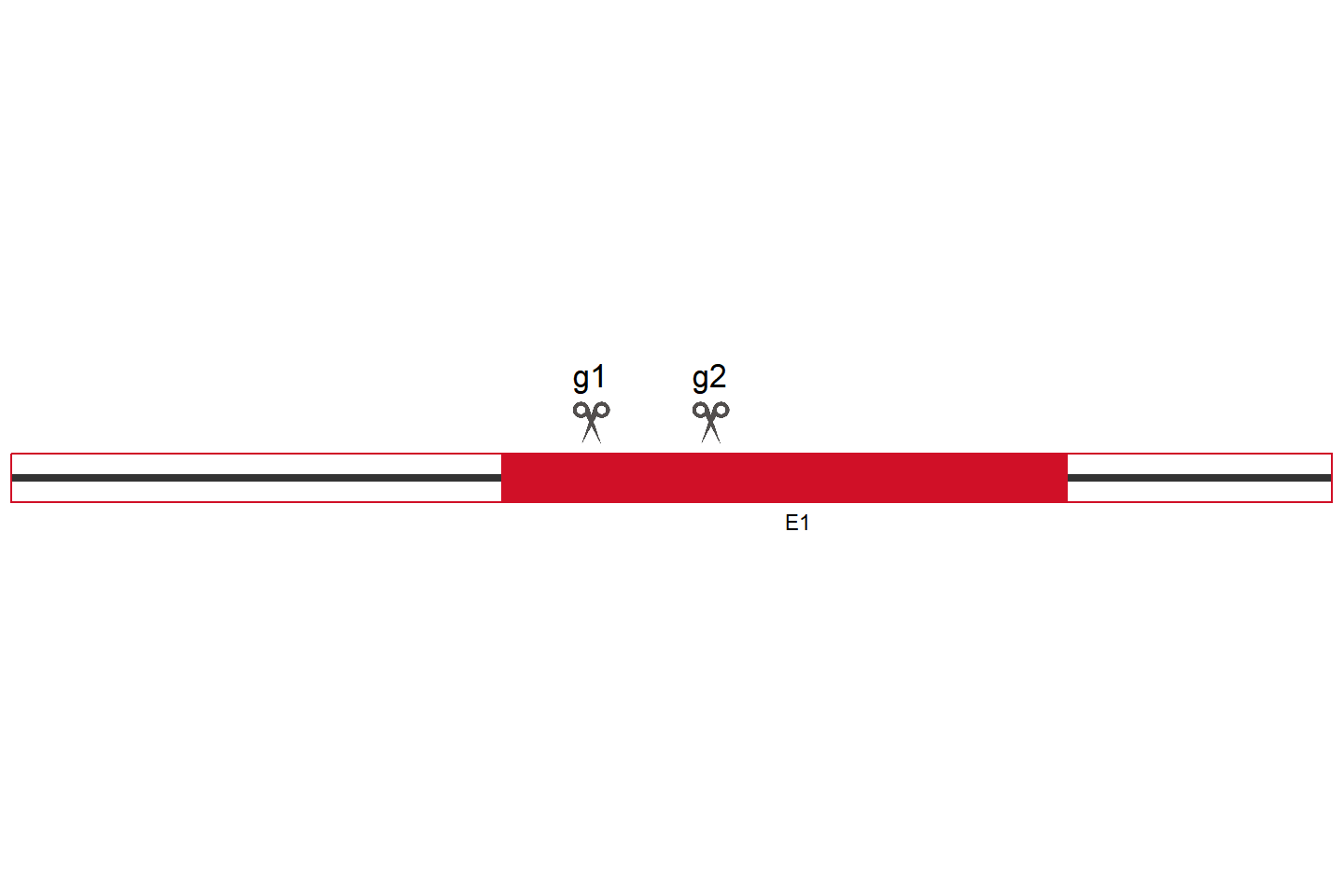 ATXN7L3B Knockout cell line (HCT 116) Target region