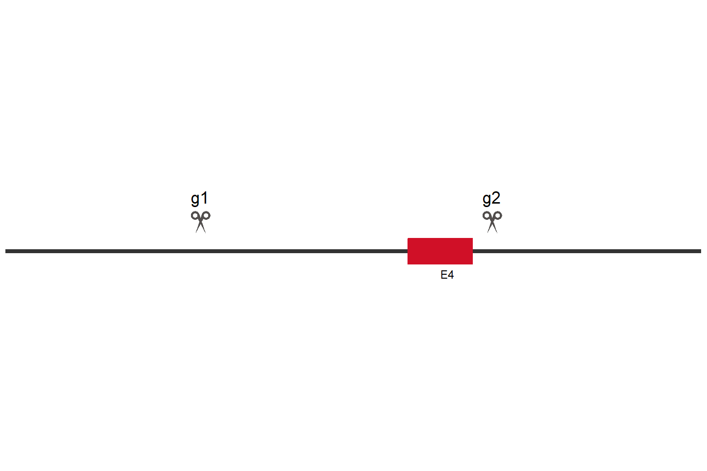 AZI2 Knockout cell line (HCT 116) Target region