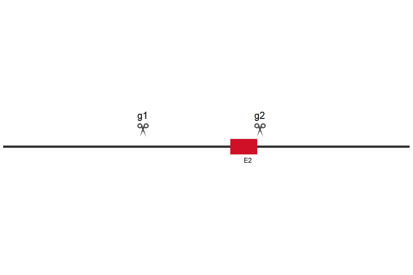 CCDC138 Knockout cell line (HCT 116) Target region