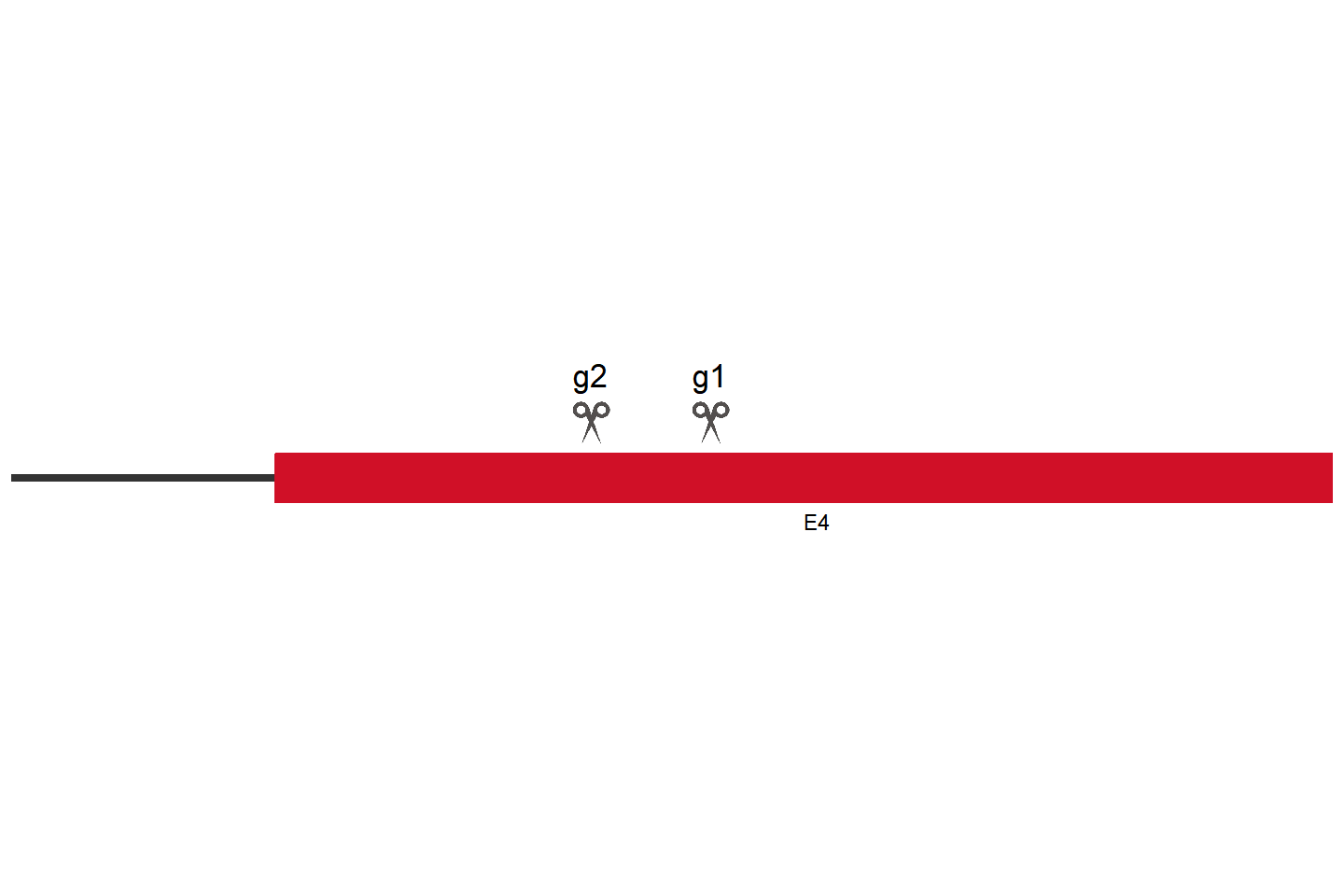 FAM111B Knockout cell line (HCT 116) Target region