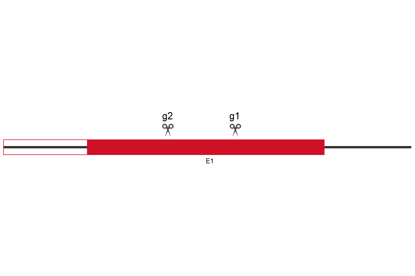 FAM174A Knockout cell line (HCT 116) Target region