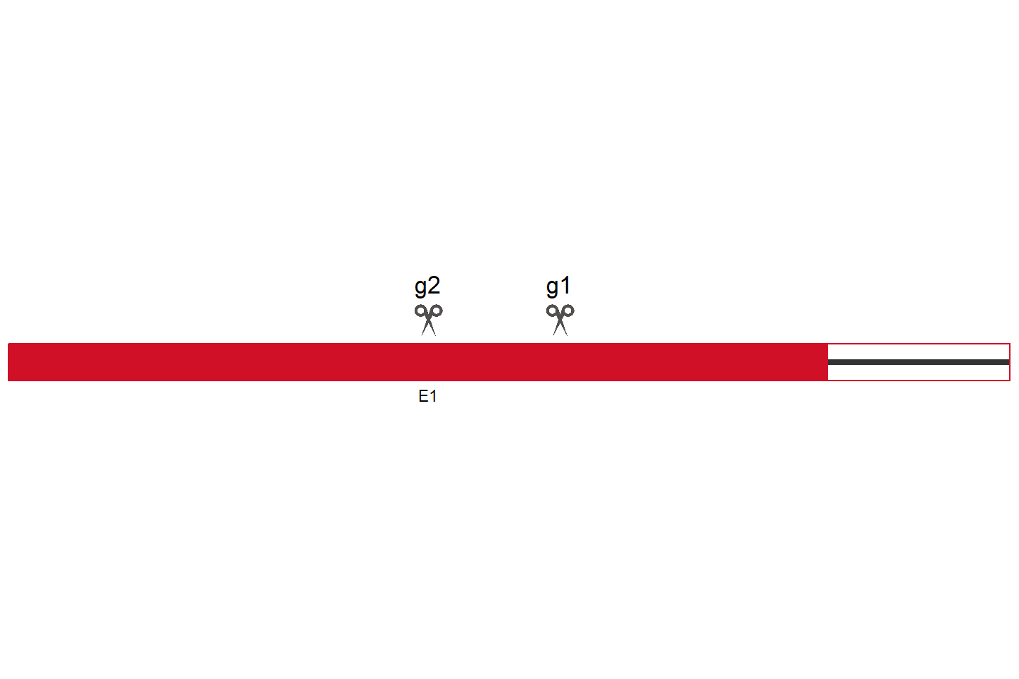 GCC1 Knockout cell line (HEK293) Target region