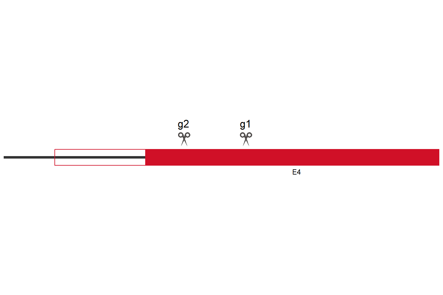 MSANTD7 Knockout cell line (HEK293) Target region