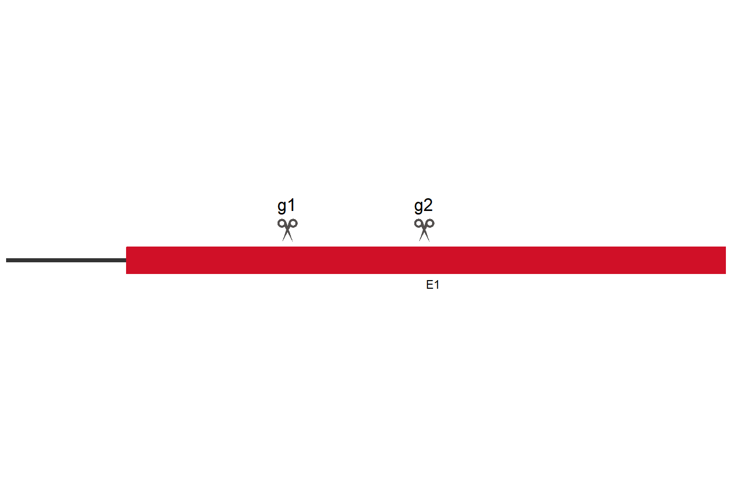 OR11H7 Knockout cell line (HCT 116) Target region