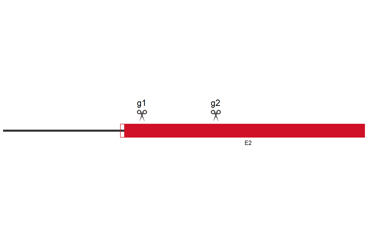 PIGW Knockout cell line (HEK293) Target region