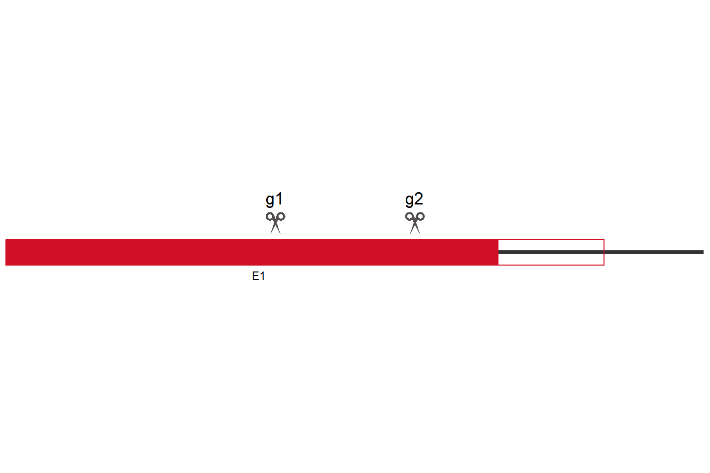 PTCHD3 Knockout cell line (HEK293) Target region