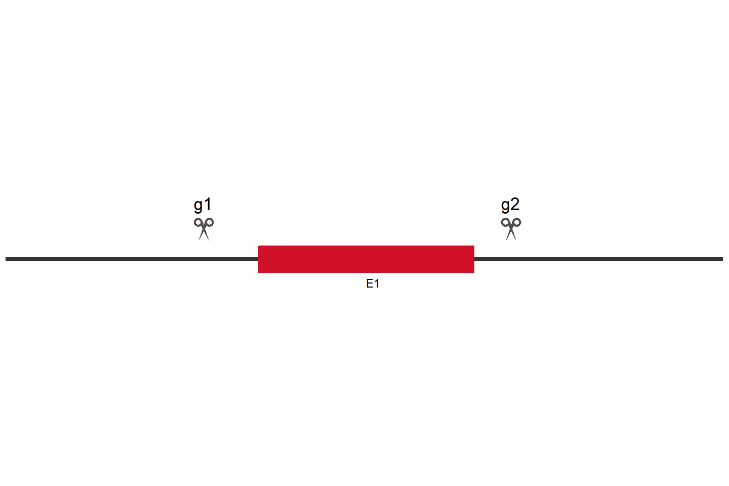 SCYGR8 Knockout cell line (A549) Target region