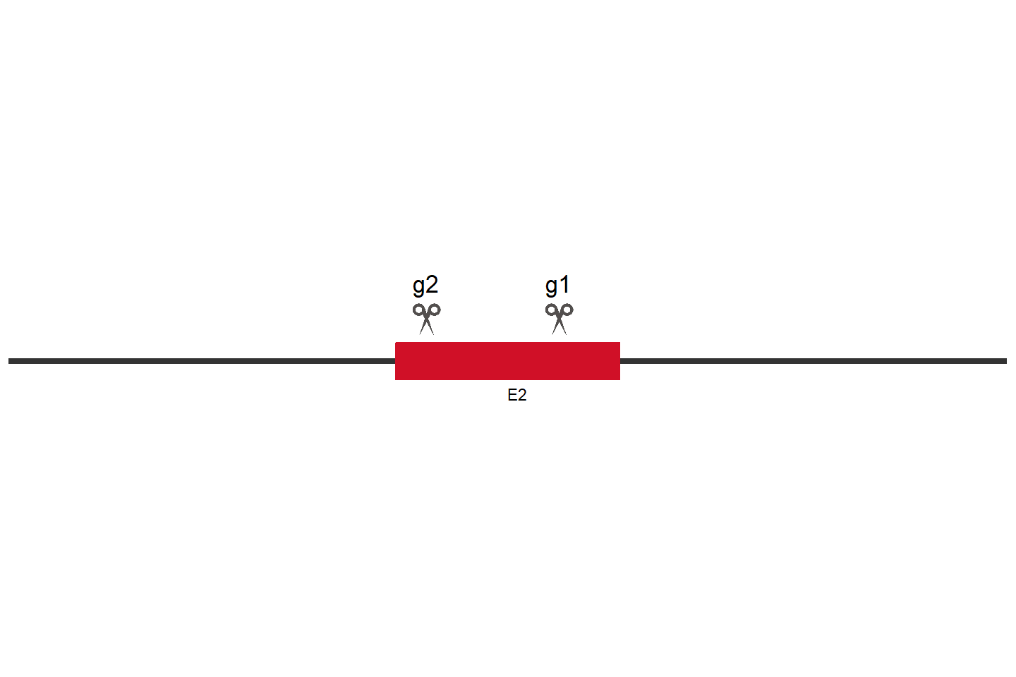 SERINC1 Knockout cell line (HeLa) Target region