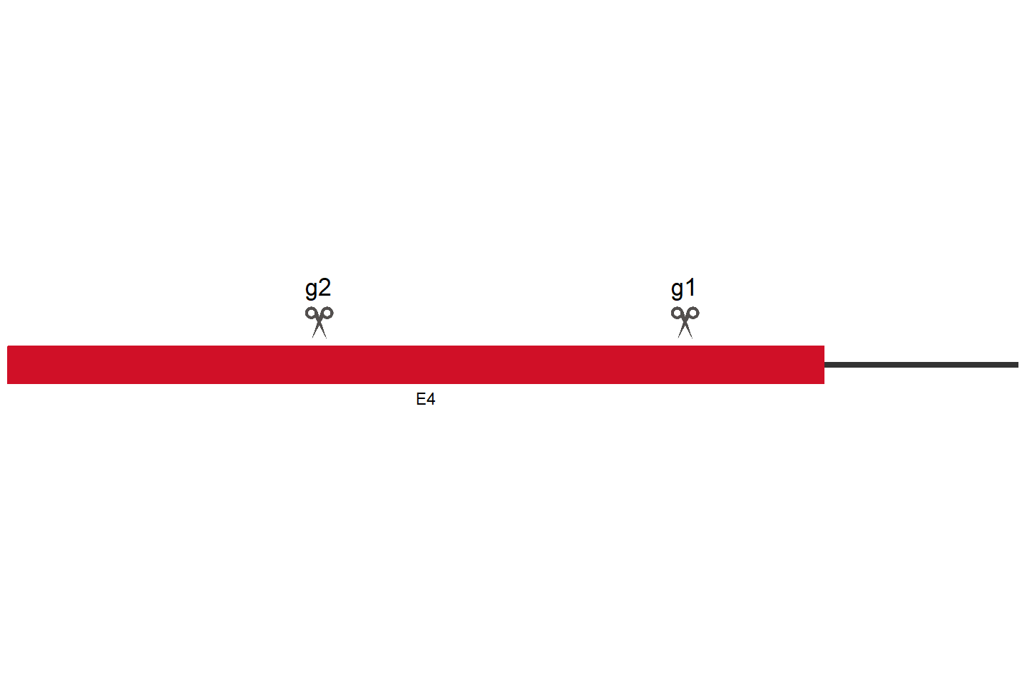 SPATA31C2 Knockout cell line (HEK293) Target region