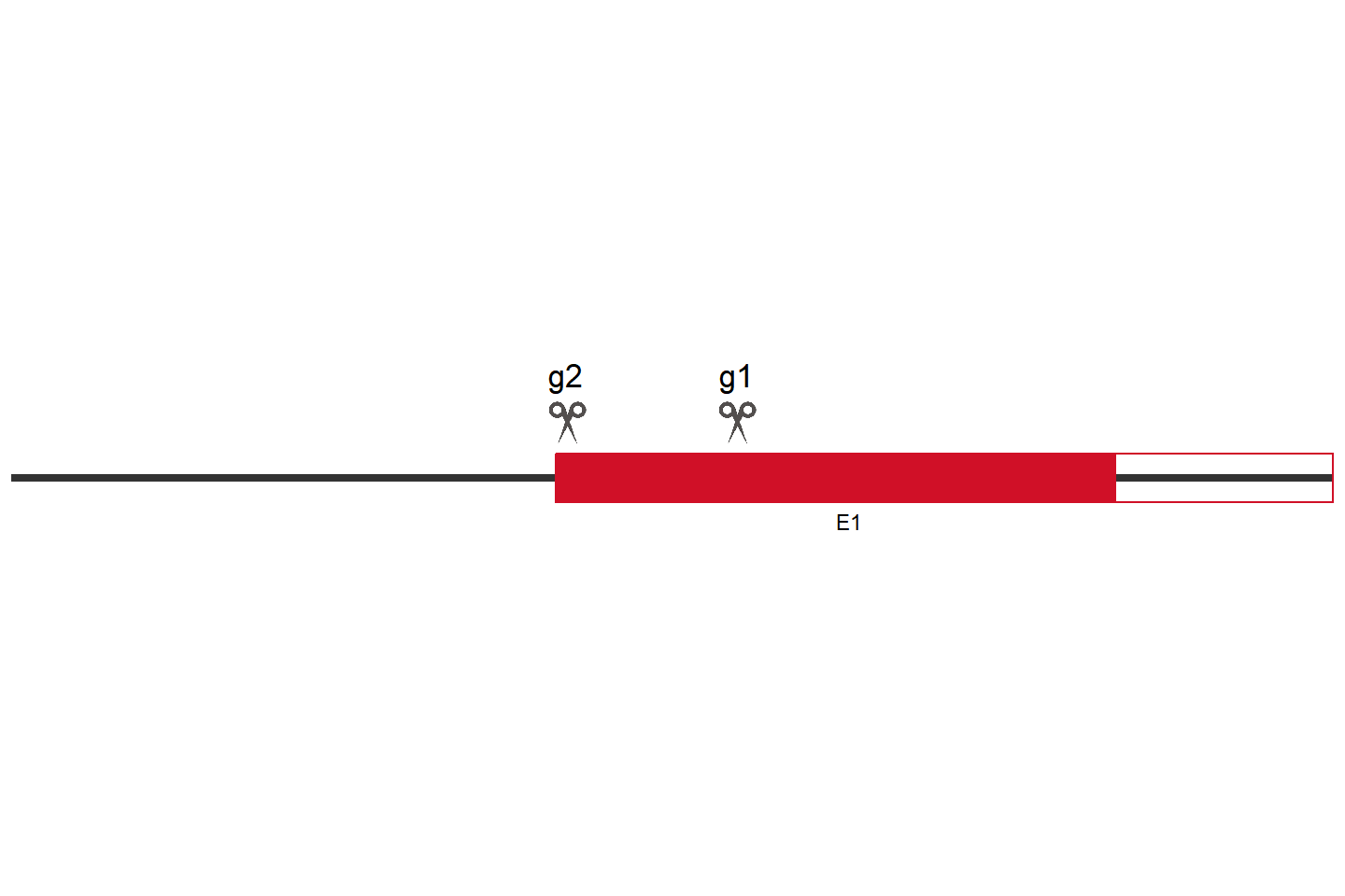 TMEM65 Knockout cell line (HEK293) Target region