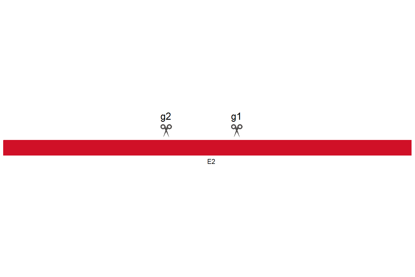 TOR4A Knockout cell line (HEK293) Target region