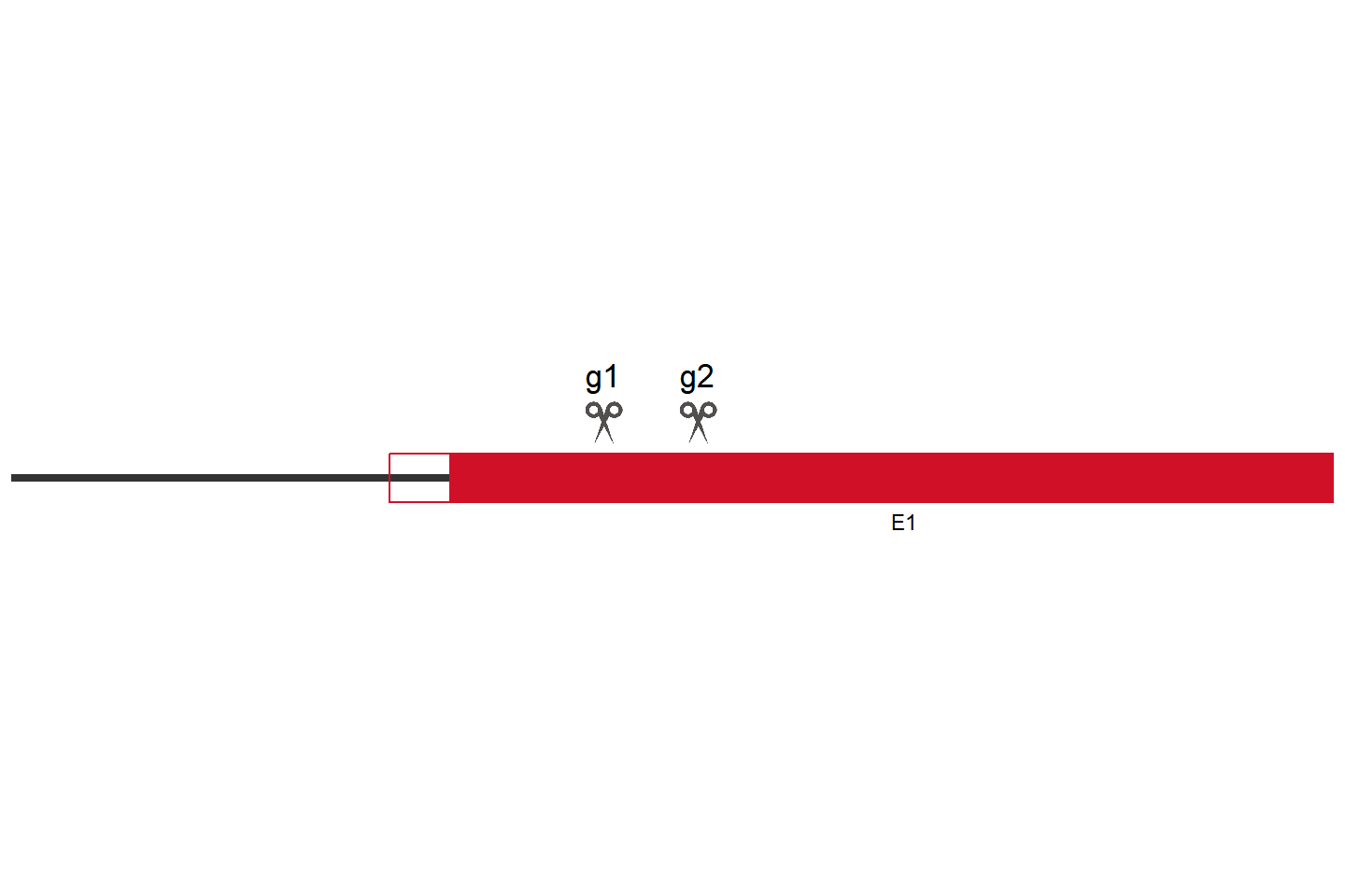 UBE2NL Knockout cell line (HEK293) Target region