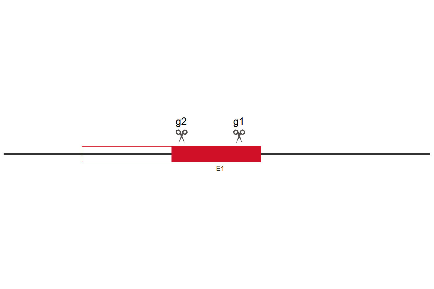 UQCC5 Knockout cell line (HeLa) Target region