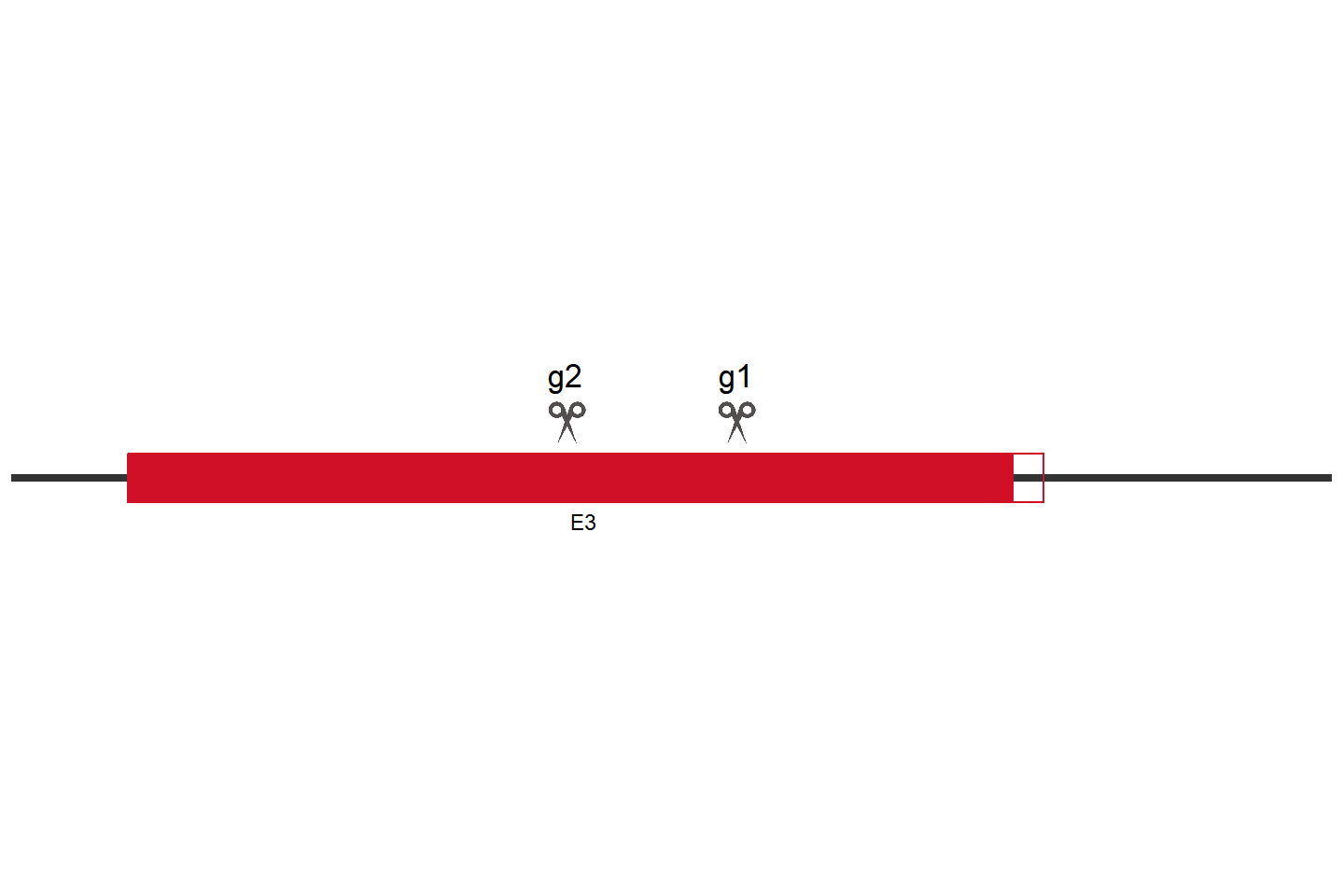 WDR53 Knockout cell line (HEK293) Target region