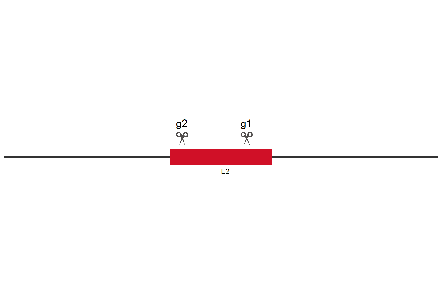 ZC4H2 Knockout cell line (HCT 116) Target region