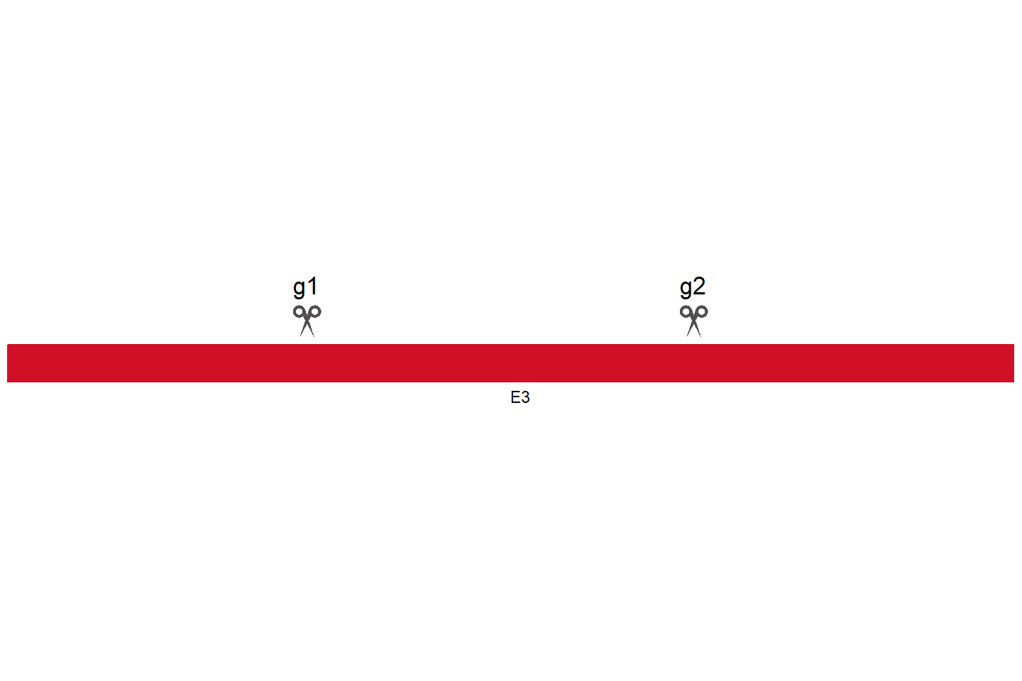 ZNF770 Knockout cell line (HEK293) Target region