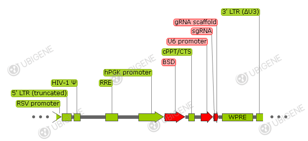 pLX-sgRNA-BfuAI-2k vector formula