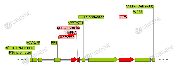 pXPR_050 vector formula